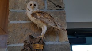 “Where Is That Mouse Anyway?” – Barn Owl
