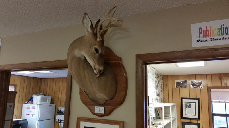 This Might Be The Coolest Deer Mount I Have Ever Seen – Only The Small Rack Made This Mount Possible