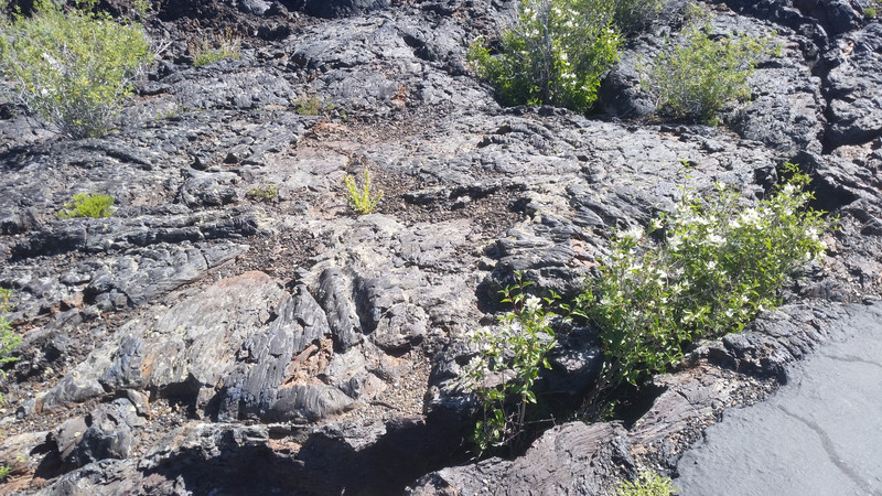 Plants Have Taken Root in the Cracks of the Pāhoehoe Lava