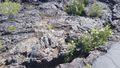 Plants Have Taken Root in the Cracks of the Pāhoehoe Lava