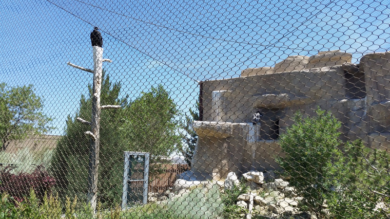 These California Condors Are Accessible to the Public, Others Held in the Captive Breeding Program Area Are Not