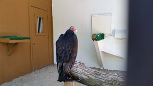 Vultures Prevent Disease By Removing Carrion from the Environment – Today Most Notably the Roadways