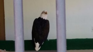 American Pride – The Bald Eagle