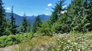 I Stopped to Shoot Mount Baker, But the Flowers Will Have to Make Do