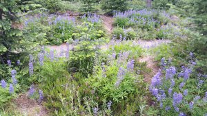 I Didn’t Mention the Wildflowers Much in My Narrative, But They Were Everywhere