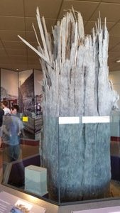 This Tree Stood Nine Miles North of Mount Saint Helens