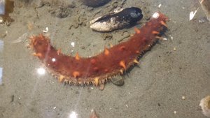 A Sea Cucumber, and No, It’s Not a Vegetable