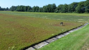 A Bog Designed for Dry Harvesting – The Most Common Cranberry Farming Method in the Pacific Northwest