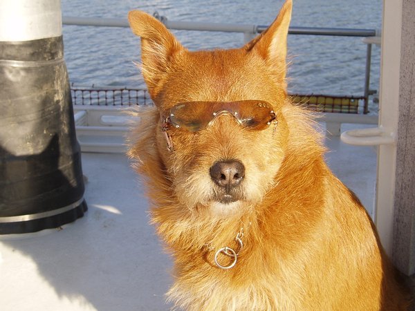 Ginger in shades