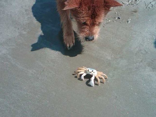 Ginger and the crab