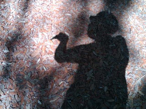 Shadow Duck