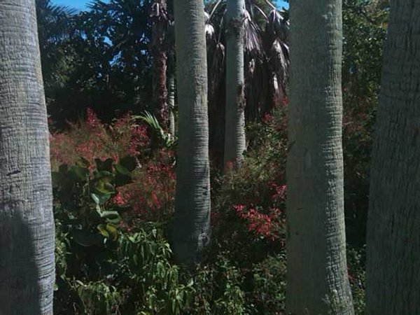 Palm trunks