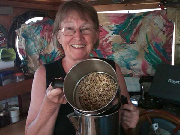 Sprouting in a coffee pot