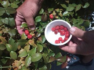 Bahamian Hedge Cherries