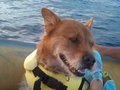 Ginger loves the dinghy!