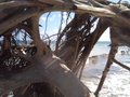 Roots at the beach
