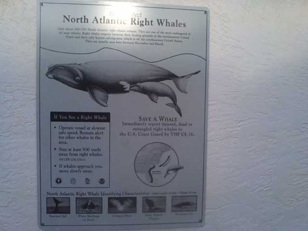 Right Whale Info