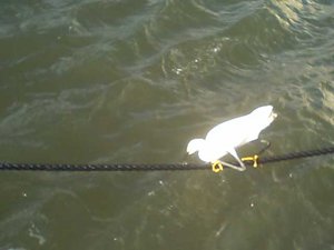 Bird on a rope, fishing and eating