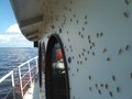 Bug infestation - Currituck Sound