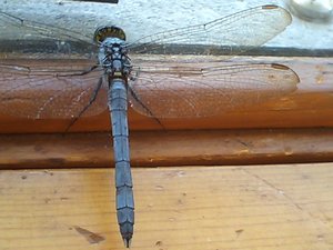 Dragonfly off course