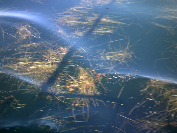 Kelp floating