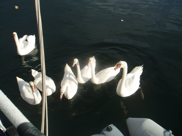 Harbour swans in formation