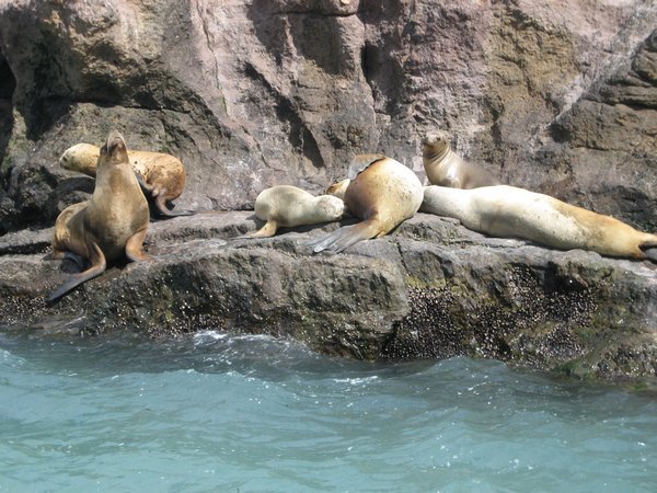 Sea Lions on the Rio Deseado