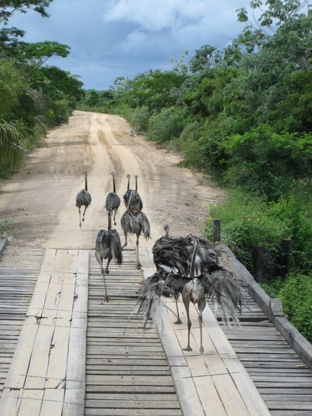 Emus ahead