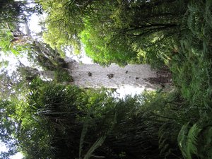 Oldest Kauri tree in NZ