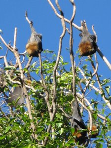 Flying Foxes in the Botanic Gardens