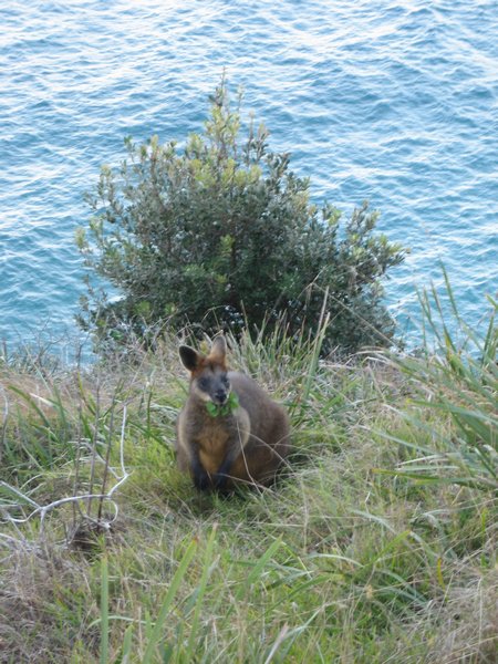 Byron Bay Wallaby