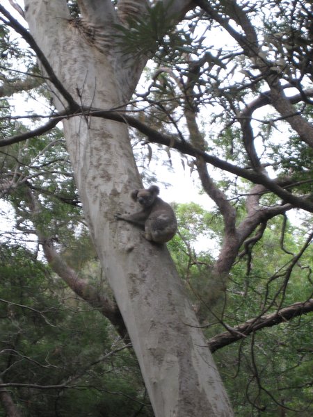 Noosa Wild Koala
