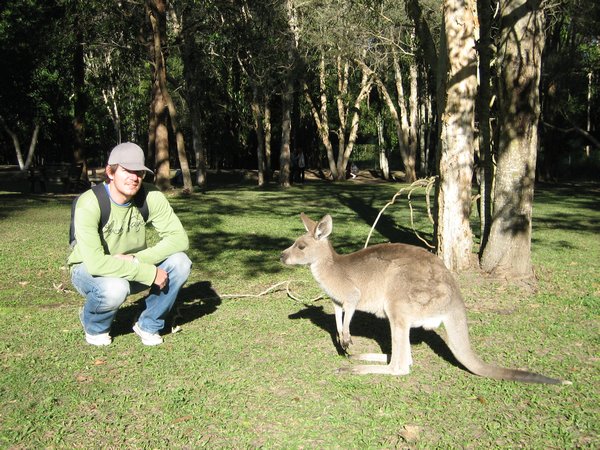 Australia Zoo Kangaroo