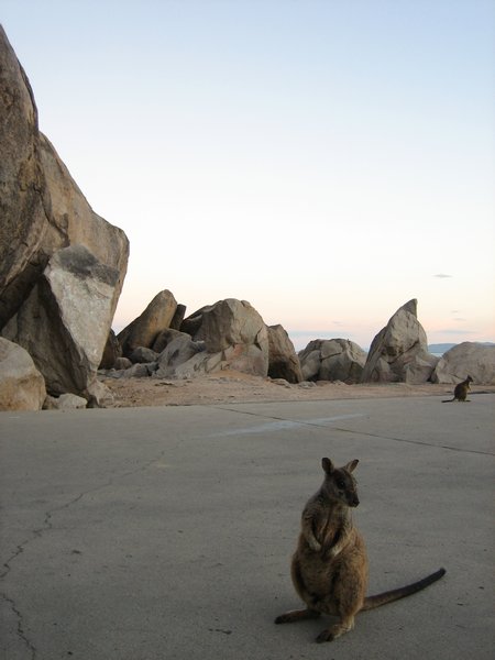 Rock Wallaby at Arcadia