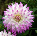 Culzean Castle Flower