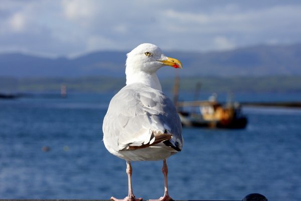 Seagull Gazing out into the harbor