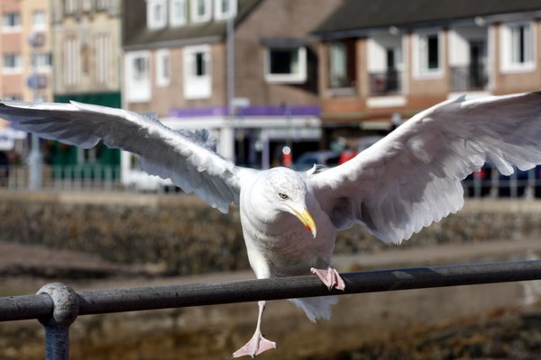 Clumsy Seagull