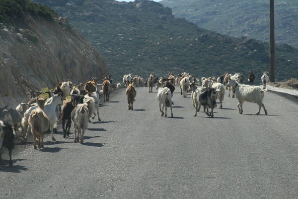 Goats in the Road!