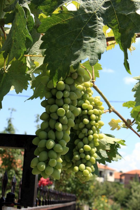 Megaro grapes