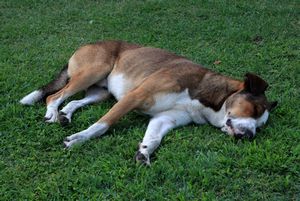 Sleepy dog in Salonica