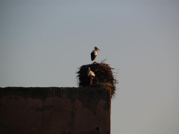 Storks Nesting on the Town Wall
