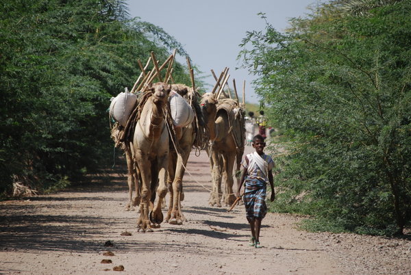 Afar boy and his camels