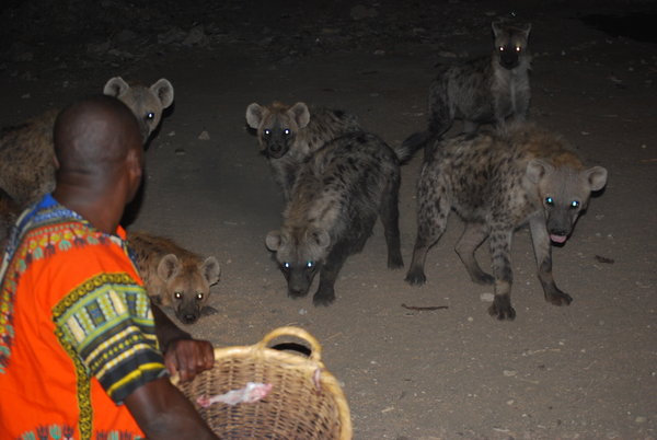 Hungry hungry hyenas