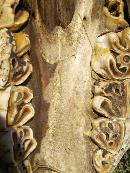 Rhino jaw