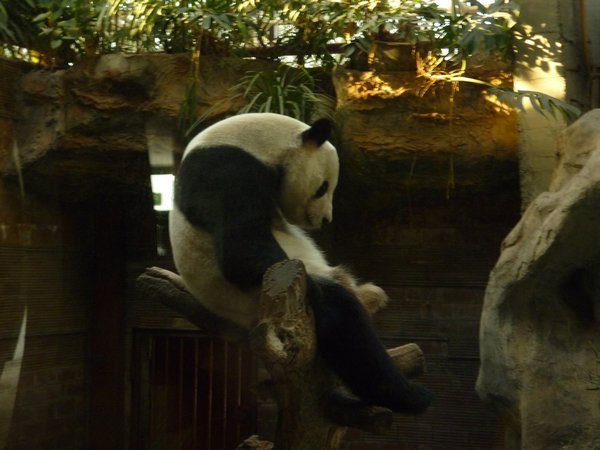 Panda scratching it's arse!