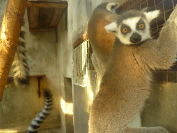 Lemur: caught in the act