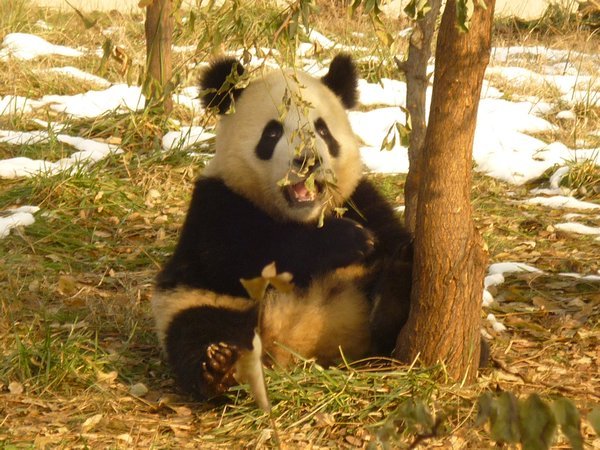 Hungry baby Panda