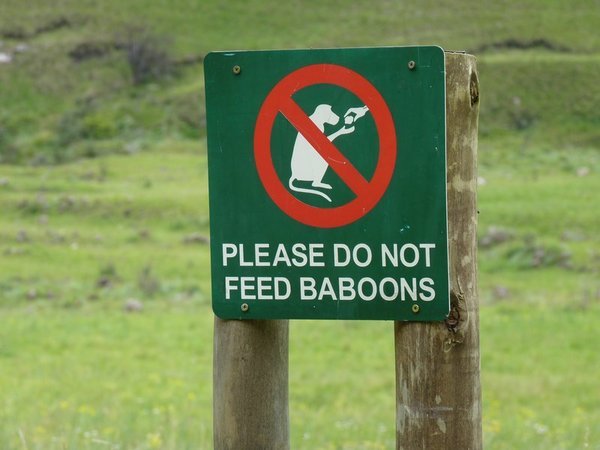 Baboons