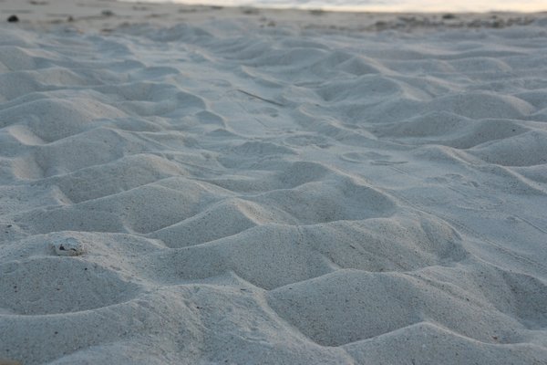 Turtle Tracks in the beach