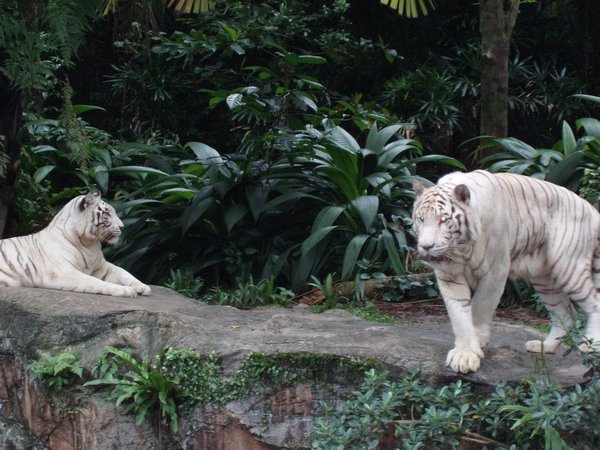 White Tigers III